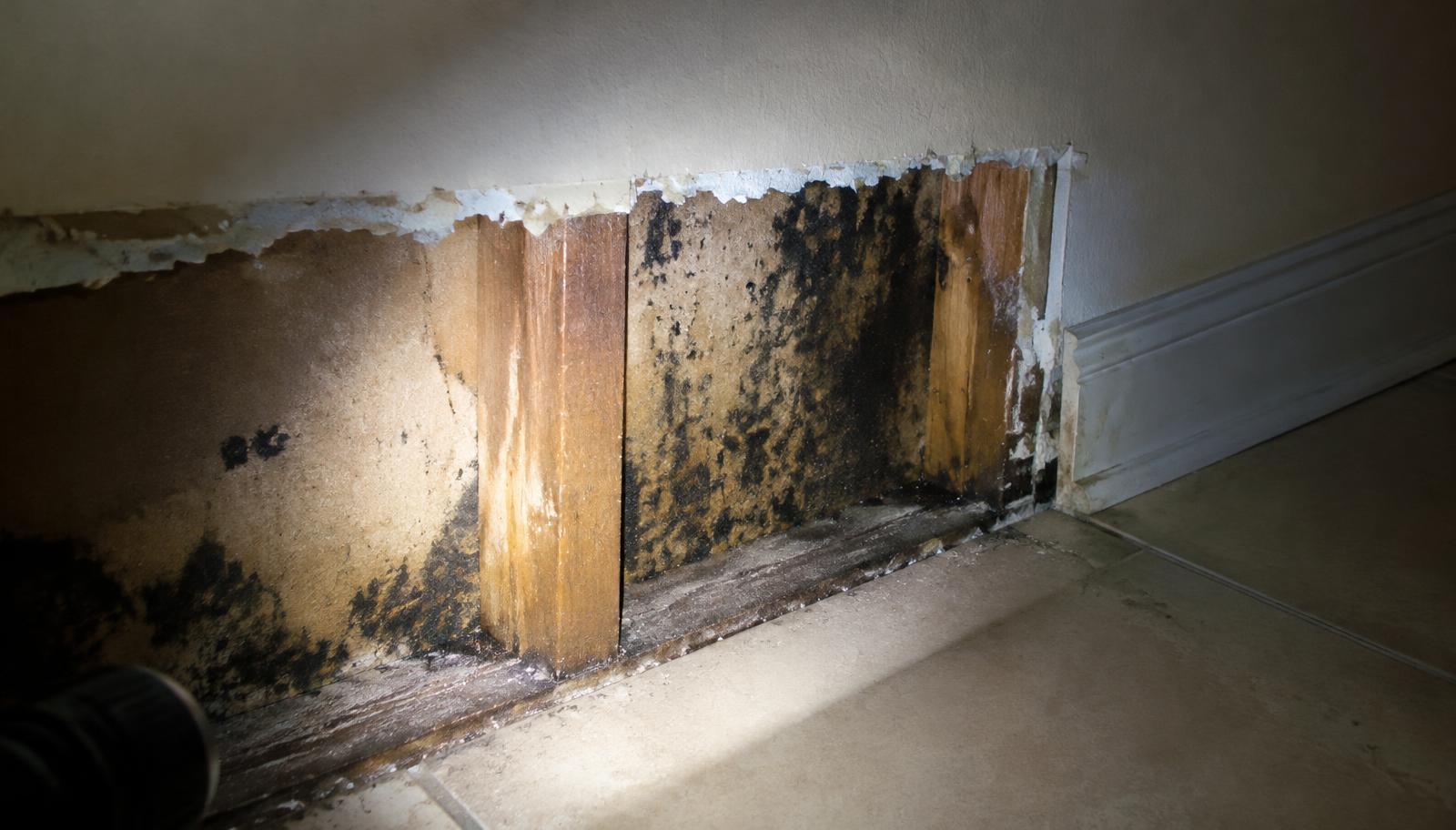 Hidden black mold revealed behind removed drywall and baseboard in a Florida home